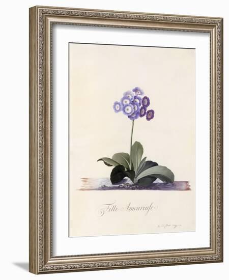 Garden Auricula, Fille Amoureuse, C.1743-Georg Dionysius Ehret-Framed Giclee Print