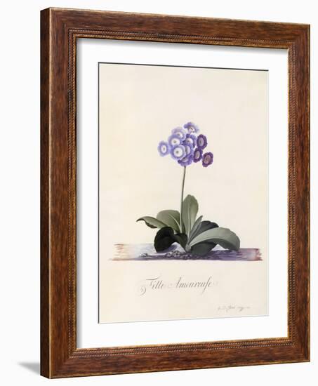 Garden Auricula, Fille Amoureuse, C.1743-Georg Dionysius Ehret-Framed Giclee Print