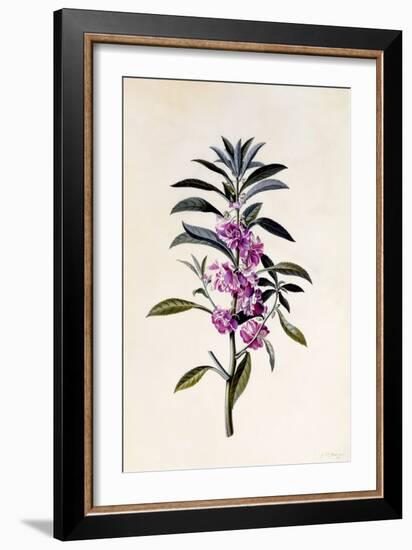 Garden Balsam, Impatiens Balsamina, C.1746-Georg Dionysius Ehret-Framed Giclee Print