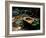 Garden Basin, Old Ryokan (Inn), Kyoto, Japan-null-Framed Photographic Print