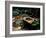 Garden Basin, Old Ryokan (Inn), Kyoto, Japan-null-Framed Photographic Print