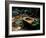 Garden Basin, Old Ryokan (Inn), Kyoto, Japan-null-Framed Photographic Print