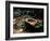 Garden Basin, Old Ryokan (Inn), Kyoto, Japan-null-Framed Photographic Print