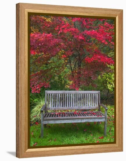 Garden Bench and Japanese Maple Tree, Steamboat Inn, Oregon, USA-Jaynes Gallery-Framed Premier Image Canvas