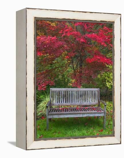 Garden Bench and Japanese Maple Tree, Steamboat Inn, Oregon, USA-Jaynes Gallery-Framed Premier Image Canvas