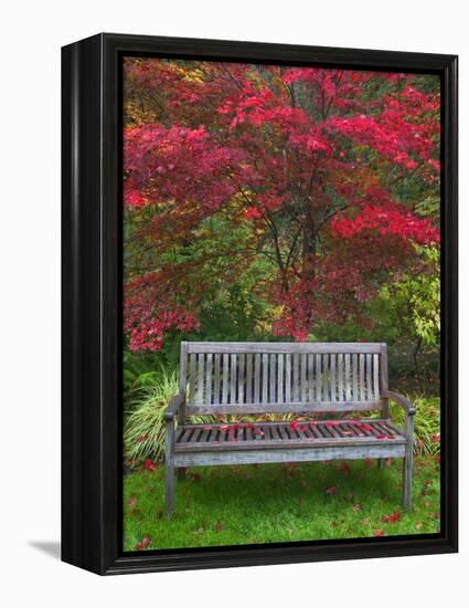 Garden Bench and Japanese Maple Tree, Steamboat Inn, Oregon, USA-Jaynes Gallery-Framed Premier Image Canvas