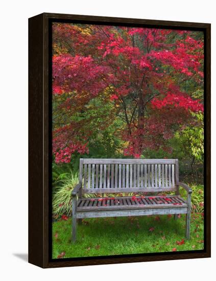 Garden Bench and Japanese Maple Tree, Steamboat Inn, Oregon, USA-Jaynes Gallery-Framed Premier Image Canvas