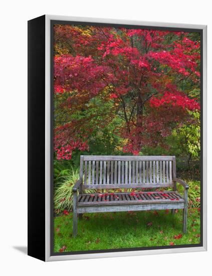 Garden Bench and Japanese Maple Tree, Steamboat Inn, Oregon, USA-Jaynes Gallery-Framed Premier Image Canvas