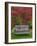 Garden Bench and Japanese Maple Tree, Steamboat Inn, Oregon, USA-Jaynes Gallery-Framed Photographic Print