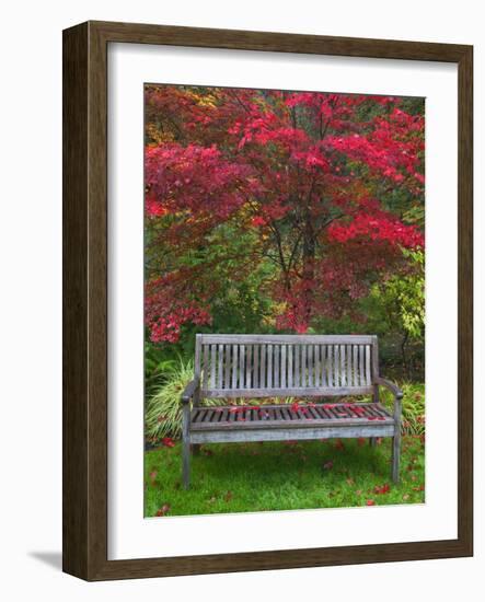Garden Bench and Japanese Maple Tree, Steamboat Inn, Oregon, USA-Jaynes Gallery-Framed Photographic Print