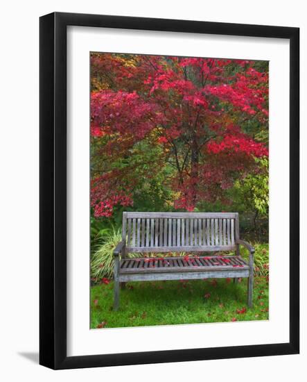 Garden Bench and Japanese Maple Tree, Steamboat Inn, Oregon, USA-Jaynes Gallery-Framed Photographic Print