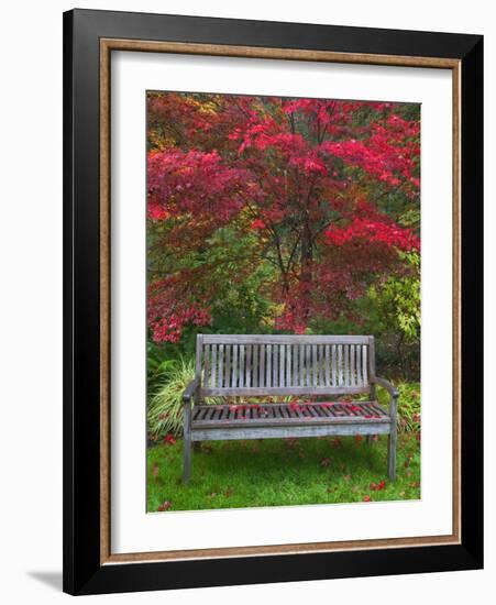 Garden Bench and Japanese Maple Tree, Steamboat Inn, Oregon, USA-Jaynes Gallery-Framed Photographic Print