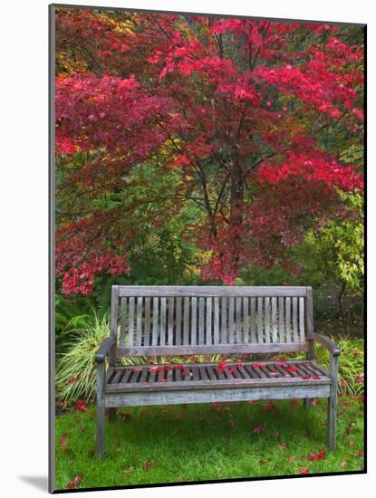 Garden Bench and Japanese Maple Tree, Steamboat Inn, Oregon, USA-Jaynes Gallery-Mounted Photographic Print