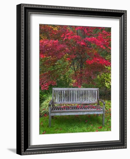 Garden Bench and Japanese Maple Tree, Steamboat Inn, Oregon, USA-Jaynes Gallery-Framed Photographic Print