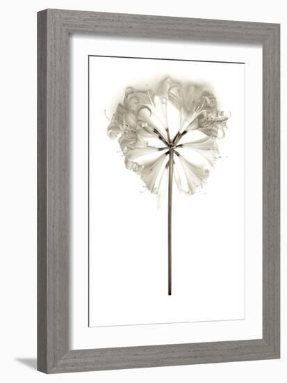 Garden Bloom #11-Alan Blaustein-Framed Photographic Print