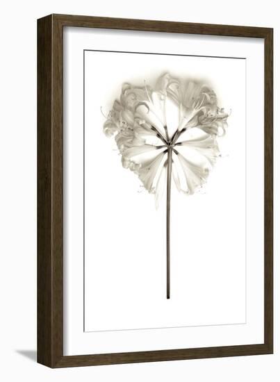 Garden Bloom #11-Alan Blaustein-Framed Photographic Print