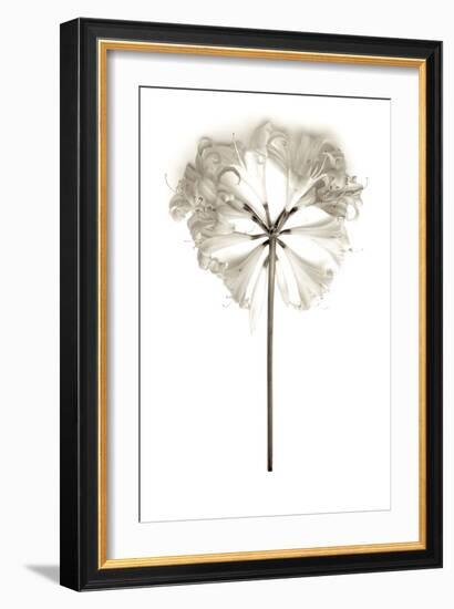 Garden Bloom #11-Alan Blaustein-Framed Photographic Print