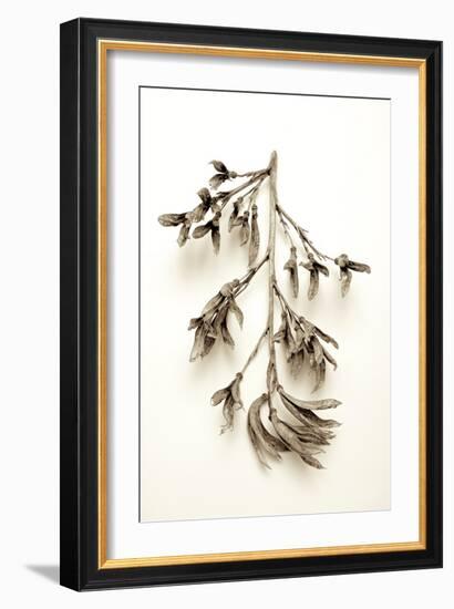 Garden Bloom #15-Alan Blaustein-Framed Photographic Print