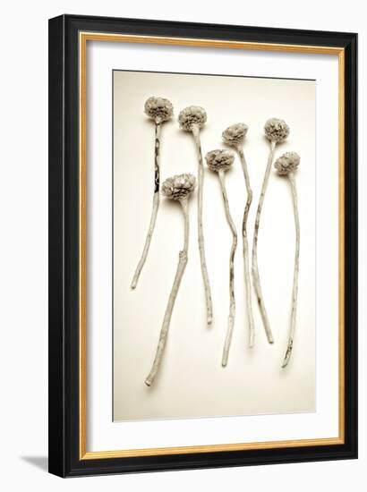 Garden Bloom #17-Alan Blaustein-Framed Photographic Print