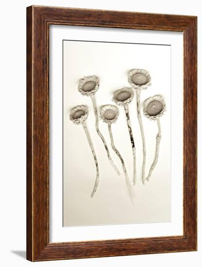 Garden Bloom #18-Alan Blaustein-Framed Photographic Print