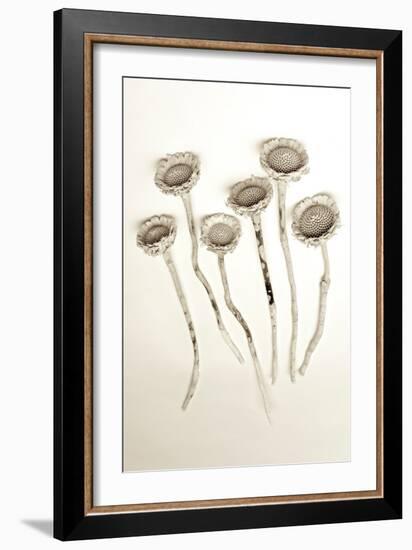 Garden Bloom #18-Alan Blaustein-Framed Photographic Print