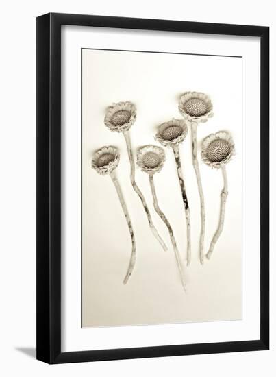 Garden Bloom #18-Alan Blaustein-Framed Photographic Print
