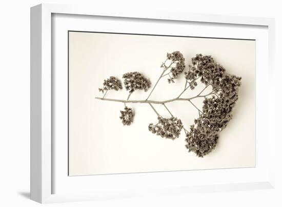 Garden Bloom #21-Alan Blaustein-Framed Photographic Print