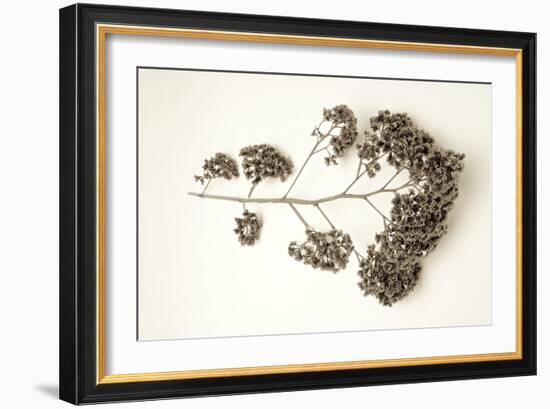 Garden Bloom #21-Alan Blaustein-Framed Photographic Print