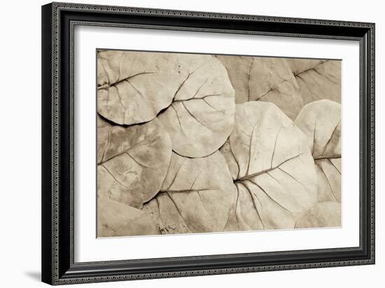 Garden Bloom #23-Alan Blaustein-Framed Photographic Print