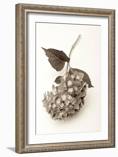 Garden Bloom #3-Alan Blaustein-Framed Photographic Print