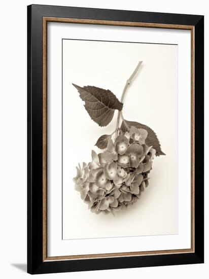 Garden Bloom #3-Alan Blaustein-Framed Photographic Print
