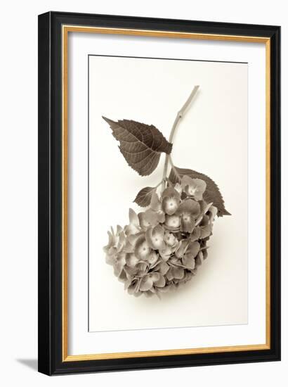 Garden Bloom #3-Alan Blaustein-Framed Photographic Print