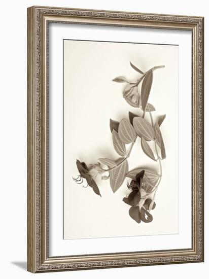 Garden Bloom #5-Alan Blaustein-Framed Photographic Print