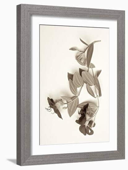 Garden Bloom #5-Alan Blaustein-Framed Photographic Print