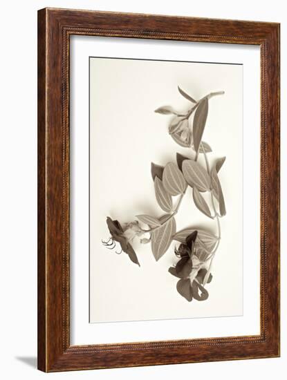 Garden Bloom #5-Alan Blaustein-Framed Photographic Print