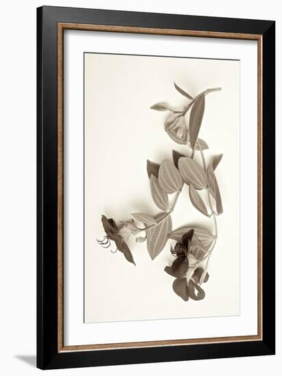 Garden Bloom #5-Alan Blaustein-Framed Photographic Print