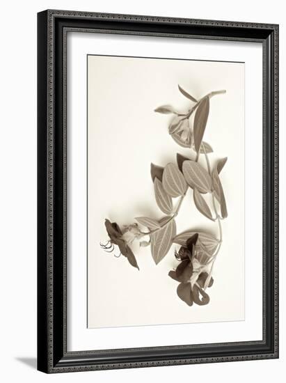 Garden Bloom #5-Alan Blaustein-Framed Photographic Print