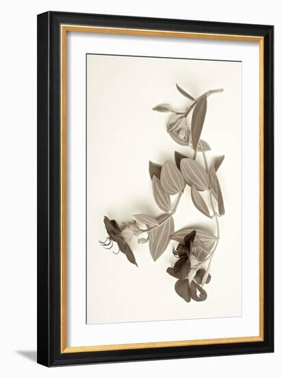 Garden Bloom #5-Alan Blaustein-Framed Photographic Print