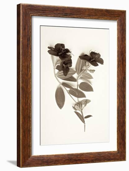 Garden Bloom #6-Alan Blaustein-Framed Photographic Print