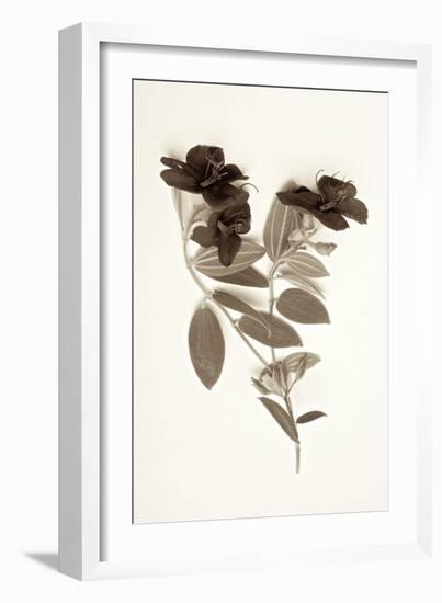 Garden Bloom #6-Alan Blaustein-Framed Photographic Print