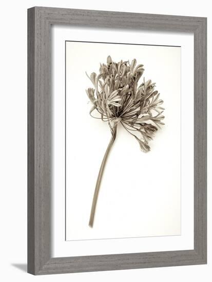 Garden Bloom #9-Alan Blaustein-Framed Photographic Print