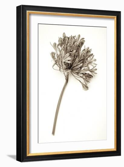 Garden Bloom #9-Alan Blaustein-Framed Photographic Print