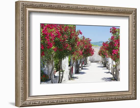 Garden Bloom, Villa Rufulo, Ravello, Italy-George Oze-Framed Photographic Print