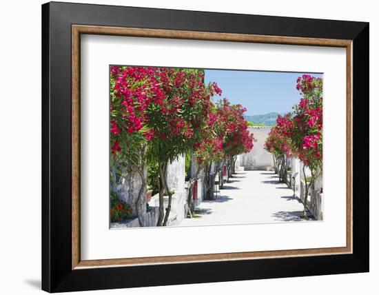 Garden Bloom, Villa Rufulo, Ravello, Italy-George Oze-Framed Photographic Print