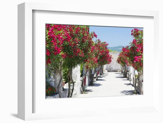 Garden Bloom, Villa Rufulo, Ravello, Italy-George Oze-Framed Photographic Print