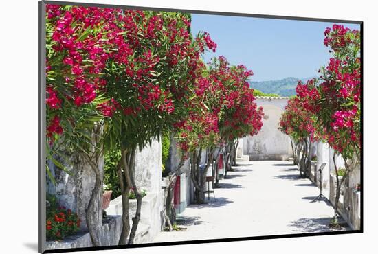 Garden Bloom, Villa Rufulo, Ravello, Italy-George Oze-Mounted Photographic Print