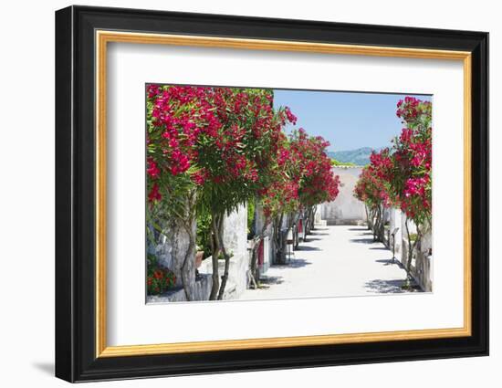 Garden Bloom, Villa Rufulo, Ravello, Italy-George Oze-Framed Photographic Print