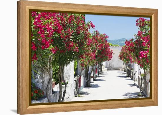 Garden Bloom, Villa Rufulo, Ravello, Italy-George Oze-Framed Premier Image Canvas