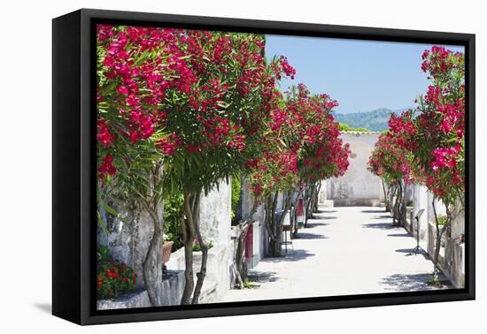 Garden Bloom, Villa Rufulo, Ravello, Italy-George Oze-Framed Premier Image Canvas