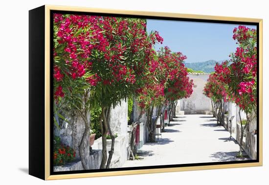 Garden Bloom, Villa Rufulo, Ravello, Italy-George Oze-Framed Premier Image Canvas